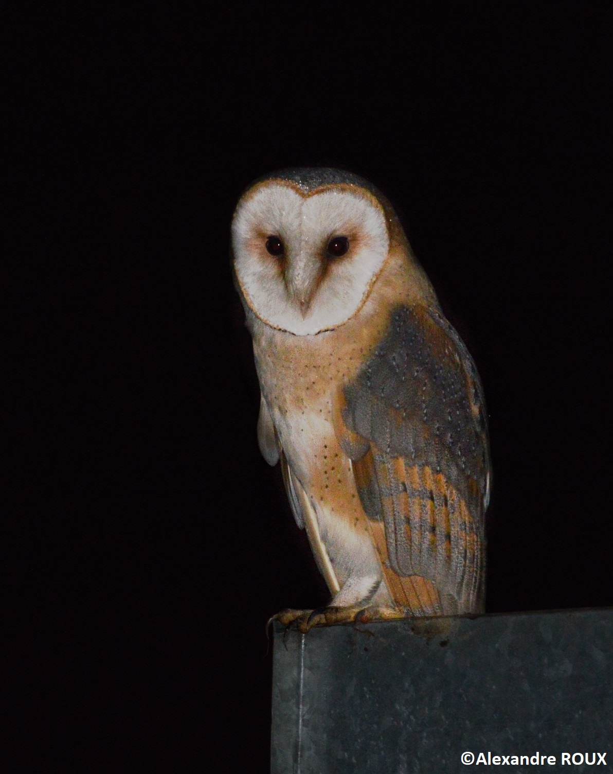 A La D Couverte Des Rapaces Nocturnes Foissiat Lpo Auvergne Rh Ne Alpes