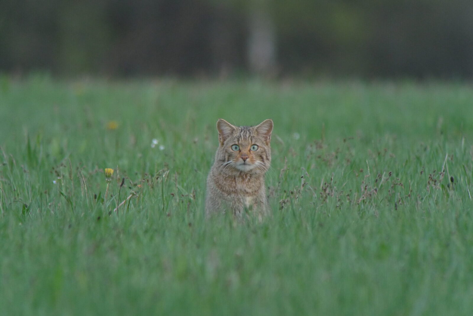 A la découverte du chat sauvage avec la LPO et le GMA LPO Auvergne