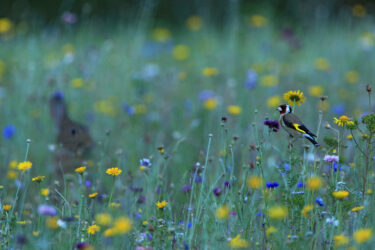 Chardonneret élégant et lapin de Garenne dans une prairie fleurie
