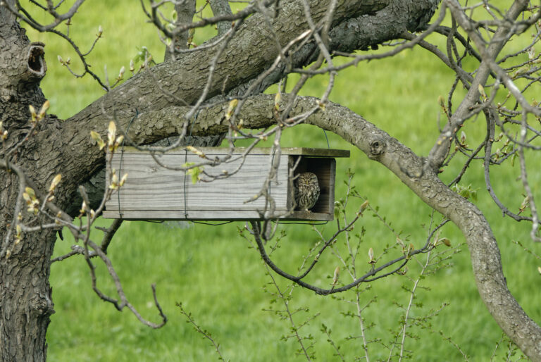 Chevêche d'Athéna dans un nichoir posé dans un arbre fruitier