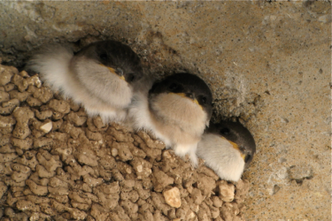 3 jeunes hirondelles de fenêtre sortent leur tête du nid