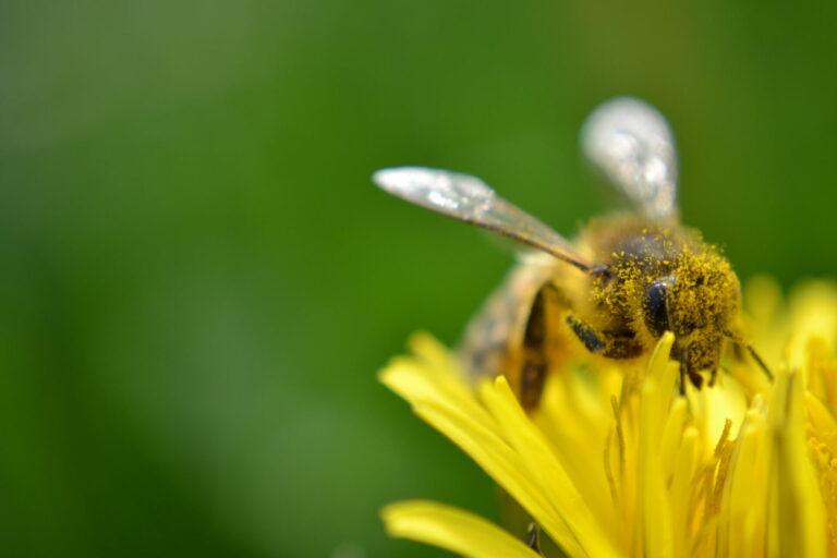 Abeille pleine de pollen butinant une fleur jaune