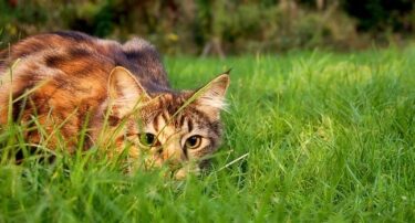 Chat domestique à l'affût d'une proie dans le jardin