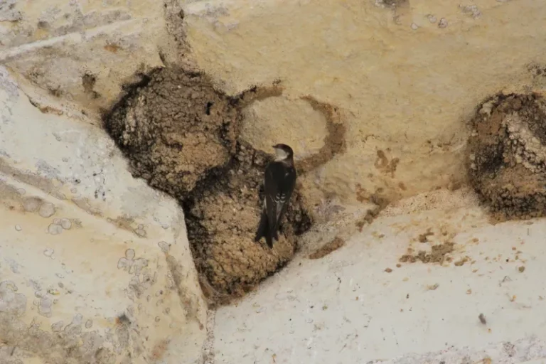 Une hirondelle de fenêtre est posée au bord de son nid. 3 nids sont visibles en tout, ainsi que les traces d'un quatrième qui a été détruit.