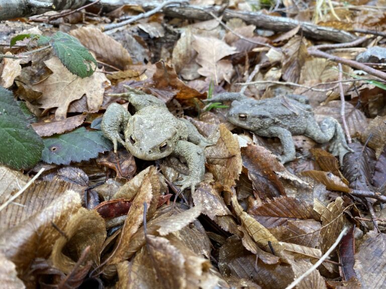 deux crapauds communs ou épineux sur des feuilles mortes