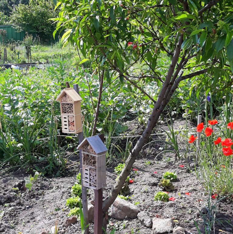 Petits hôtels à insectes dans le potager