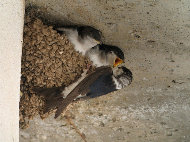 Un adulte nourrit 2 jeunes hirondelles de fenêtre au nid