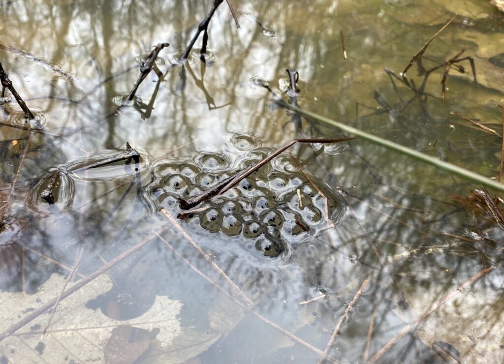 Ponte de grenouille sous forme d'amas d'oeufs gélatineux à moitié immergés dans une mare