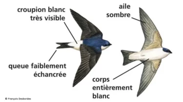 Dessins d'hirondelles de fenêtre : dessous du corps entièrement blanc, queue peu échancrée, , croupion blanc très visible du dessus.