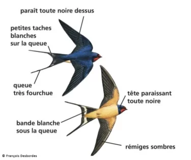 Dessin d'hirondelles rustiques : paraît noir du dessus, queue très échancrée. Bande blanche sous la queue et rémiges sombres