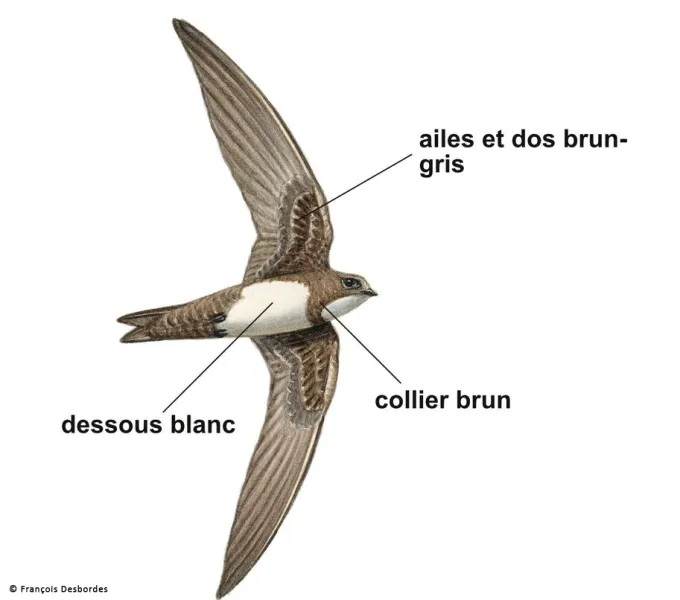 Dessin de martinet à ventre blanc : ailes et dos gris-brun, dessous blanc et collier brun