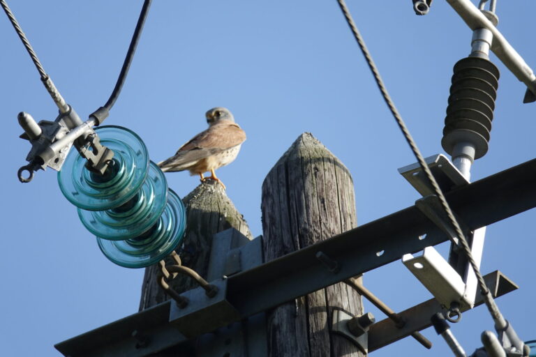 Faucon crécerelle sur une ligne haute tension