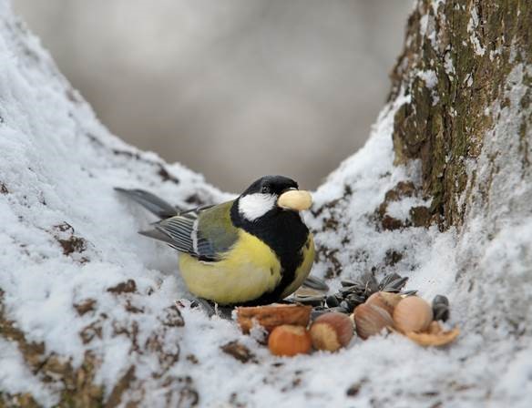 Mésange charbonnière à la mangeoire après la neige