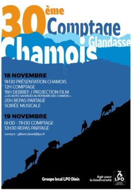 Affiche comptage Chamois
