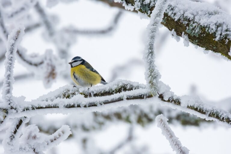 Mésange bleue posée sur une branche