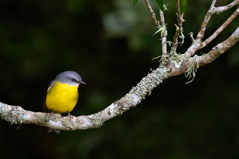 Oiseau posé sur une branche