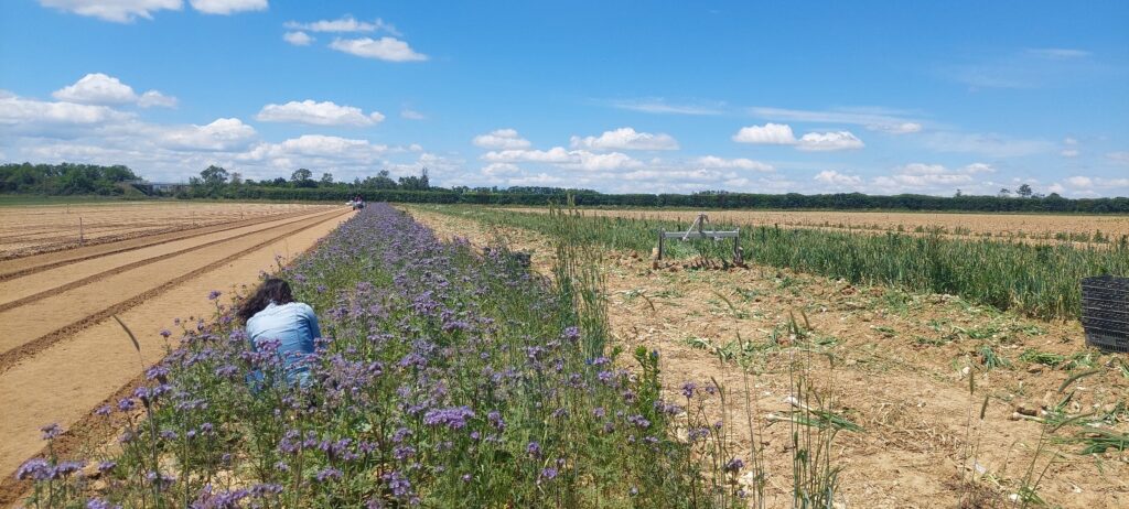 Bande fleurie