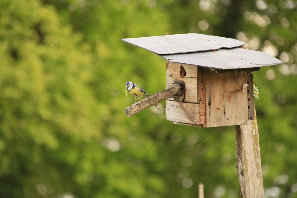 Mésange bleue