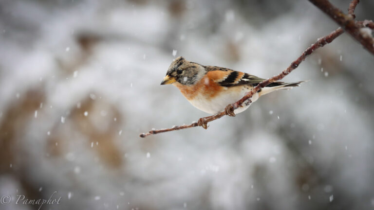 Pinson du Nord sur une branche