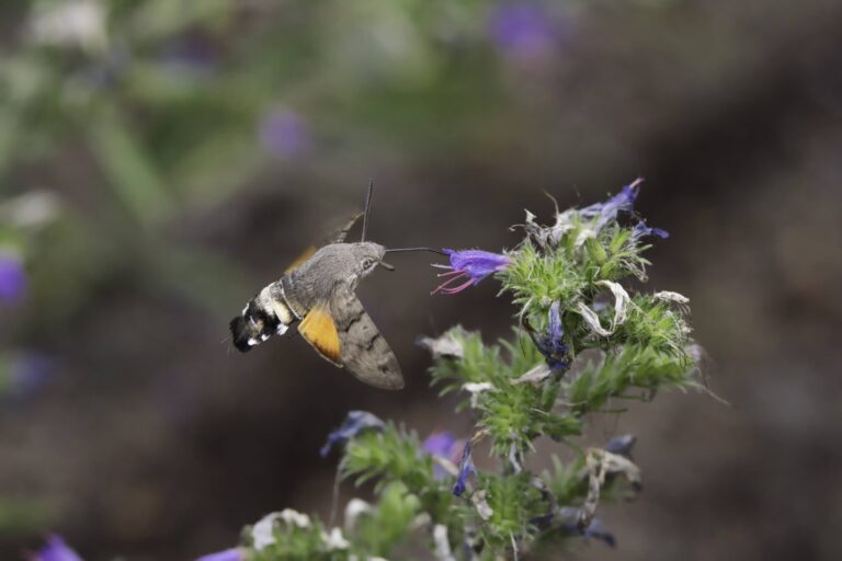 Moro sphinx / Papillon / Pollinisation