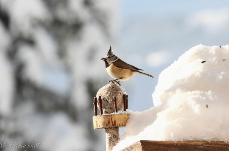 Mésange huppée sur une boule de graisse