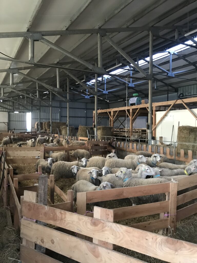 Moutons de la ferme