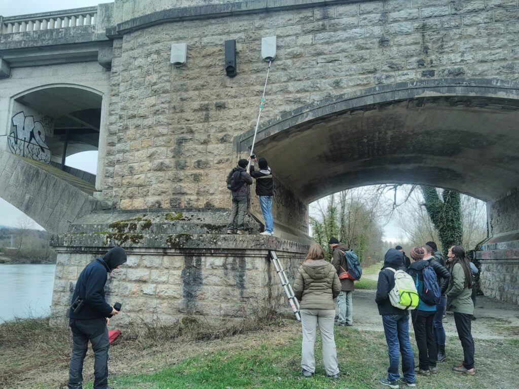 Observation des aménagements favorables aux chauves-souris sur les ouvrages d'art