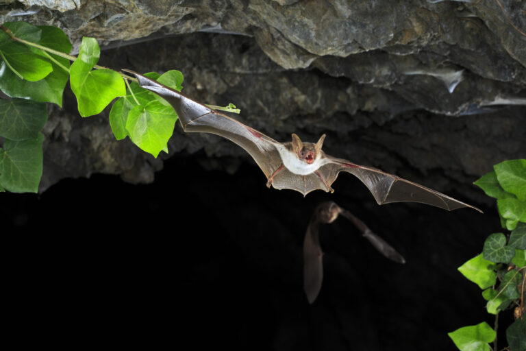 Petit Murin en sortie de grotte