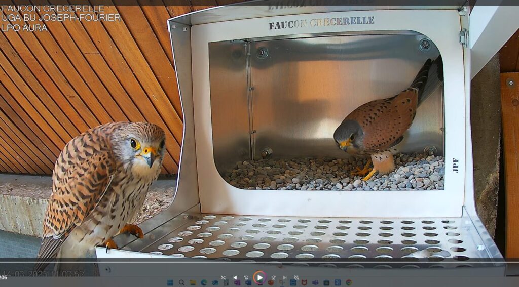 faucons crécerelles au nichoir