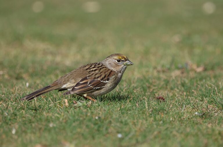 ortolan