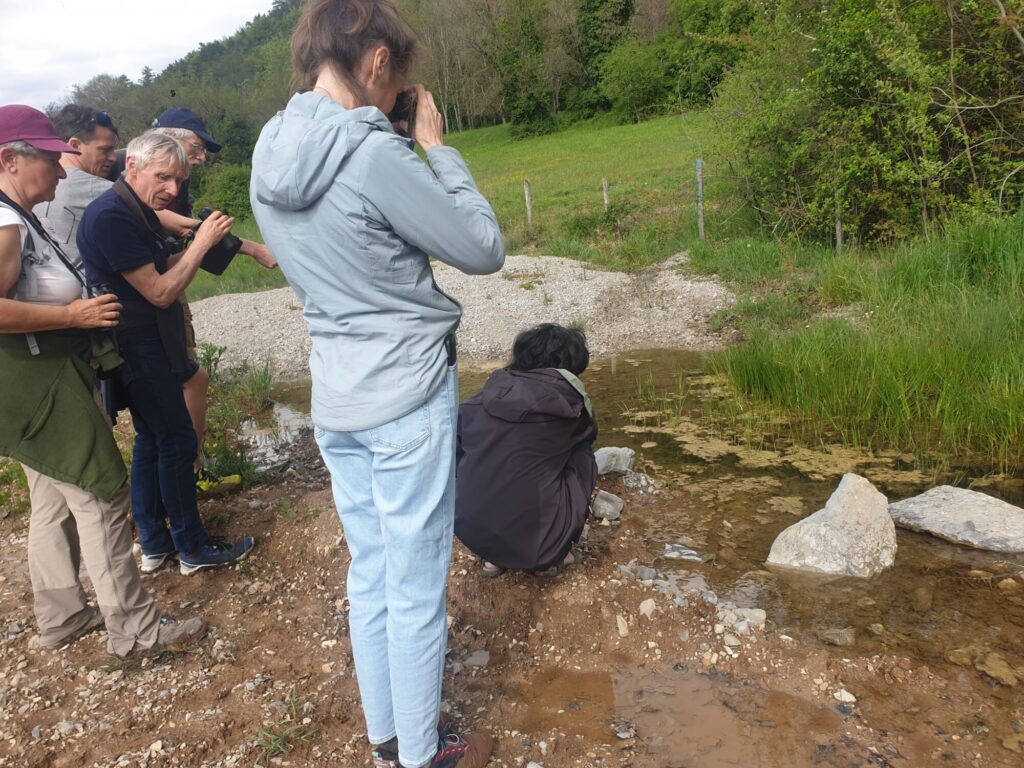 Sorite sonneur à ventre jaune