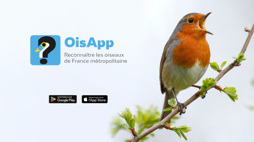 Oisapp l'appli à plumes