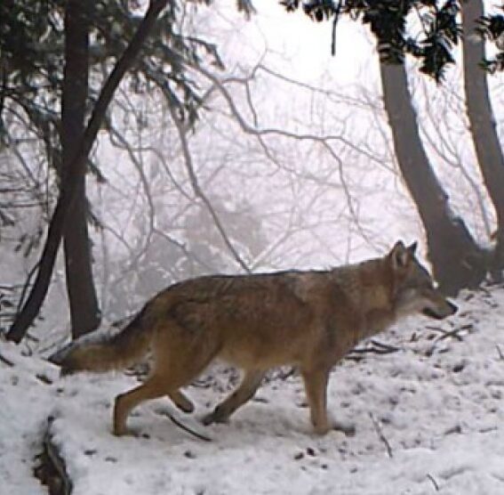 loup au piège photo