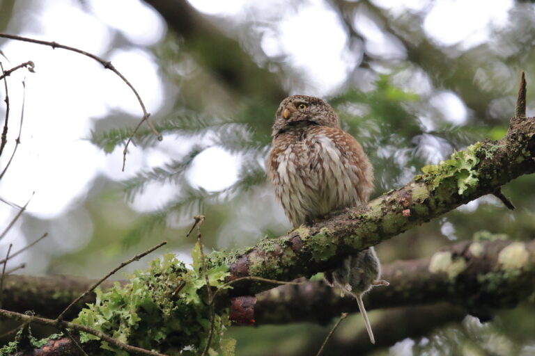 Chevechette d'Europe - B.Frachet