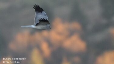 Busard St Martin
