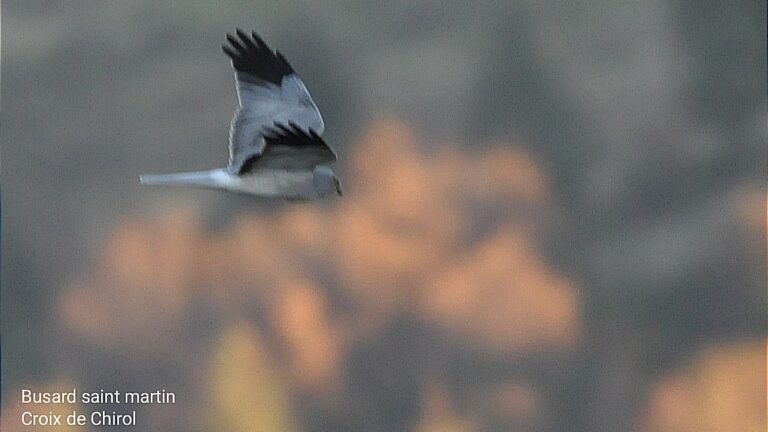 Busard St Martin
