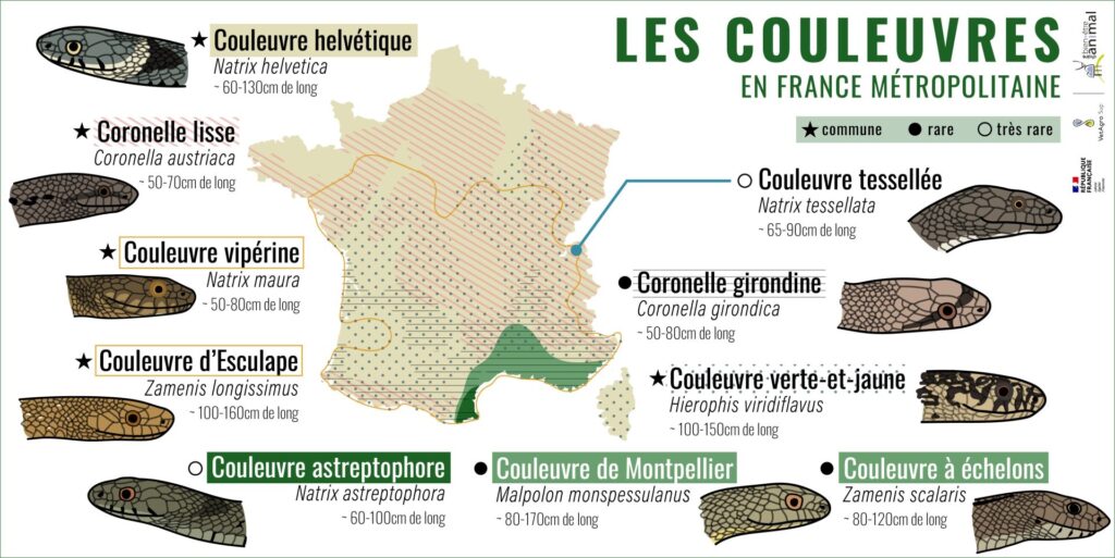 Carte de répartition des couleuvres en France