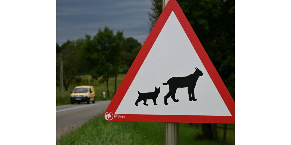 Panneau de signalisation attention lynx