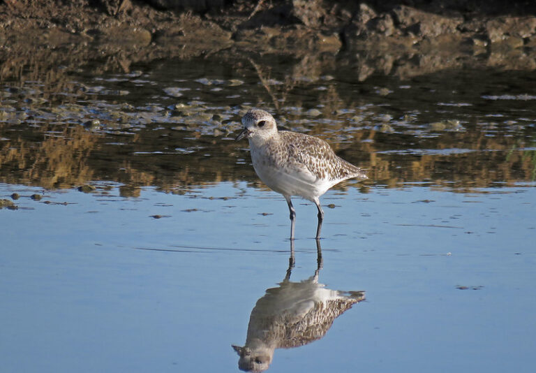 Pluvier argenté © Dominique Tissier