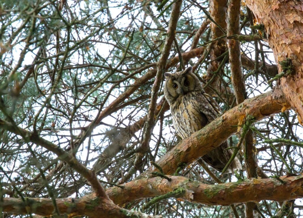 Hibou moyen-duc perché sur une branche © Stéphane Henry