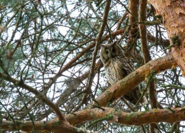 Hibou moyen-duc perché sur une branche © Stéphane Henry