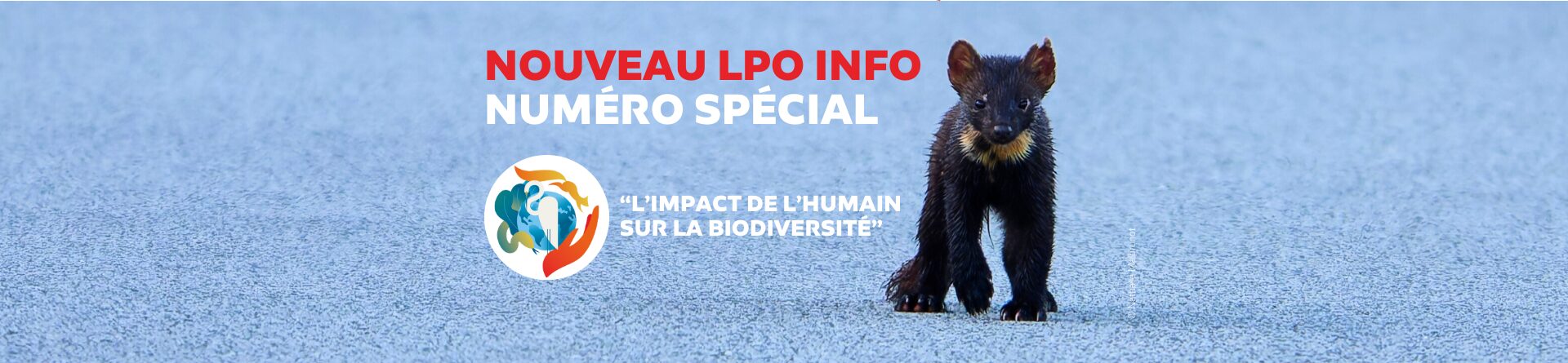 SITE_Bandeaux homepage LPO Info 19