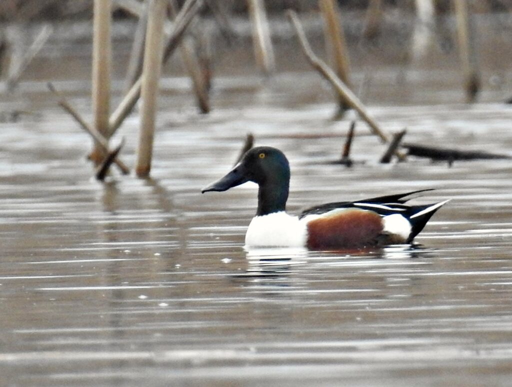Canard souchet © Loup Noally