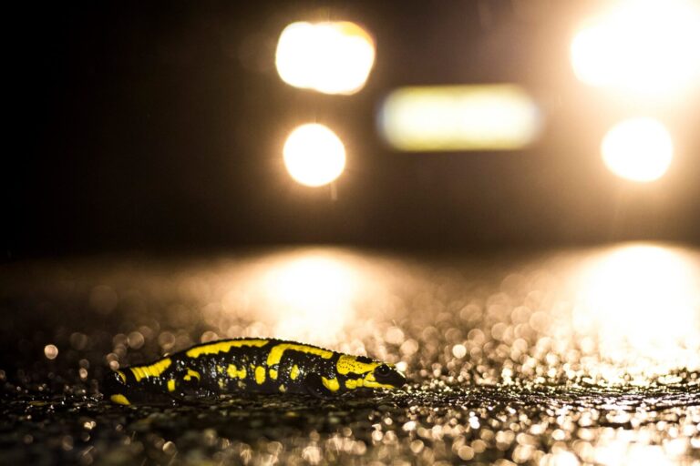 Salamandre tachetée risquant l'écrasement