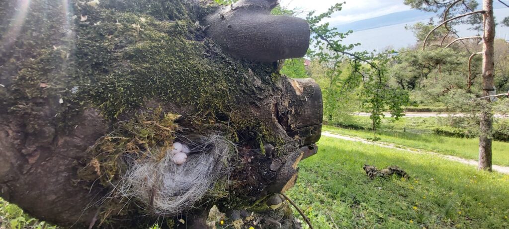 Un nid dans un arbre coupé