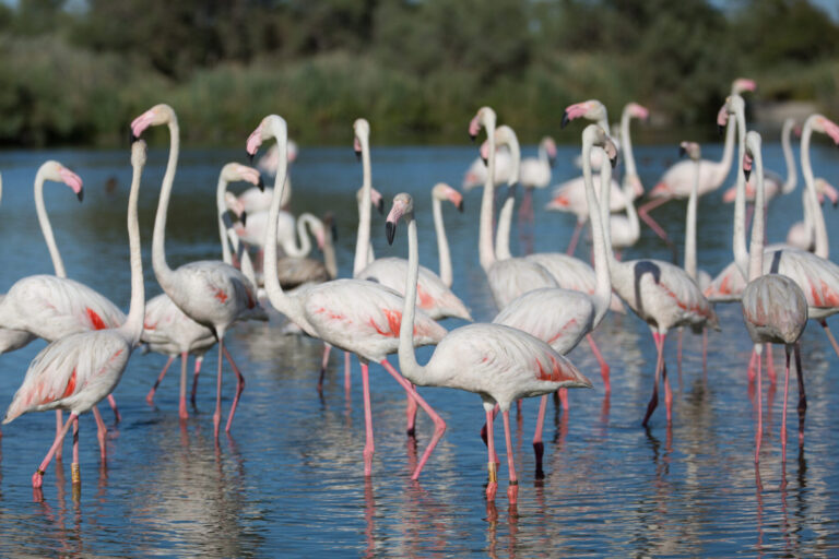 Flamants roses dans l'eau