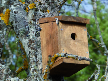 Nichoir en bois fixé sur un arbre.