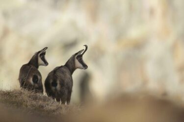Deux chamois