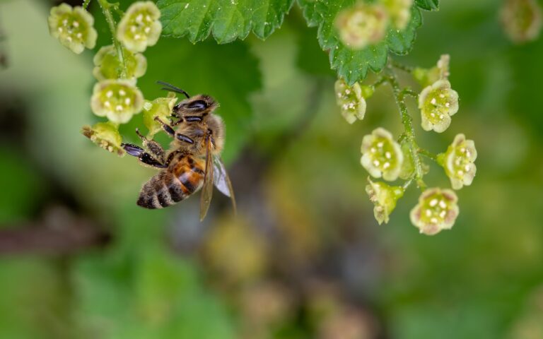 Abeille récoltant du pollen sur une fleur