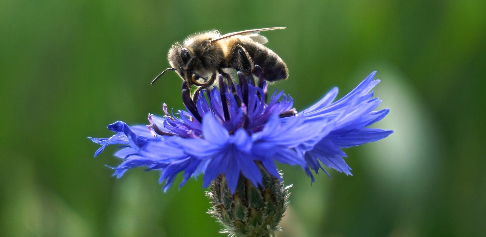 Abeille sur un bleuet